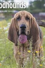 BLOODHOUNDS WALL CALENDAR 2020