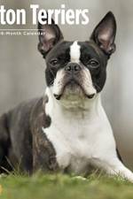 BOSTON TERRIERS WALL CALENDAR 2020