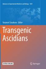 Transgenic Ascidians