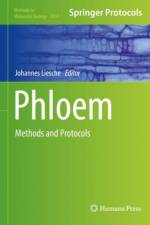 Phloem