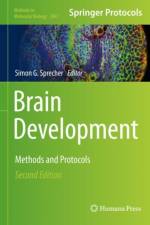 Brain Development