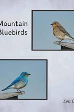 Mountain Bluebirds af Lois Lake