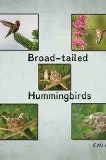 Broad-tailed Hummingbirds af Lois Lake