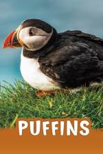 Puffins