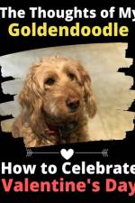 Thoughts of My Goldendoodle af Brightview Activity Books
