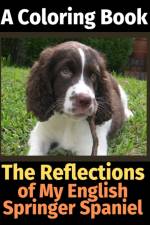 Reflections of My English Springer Spaniel af Brightview Activity Books