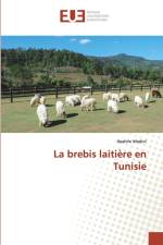 brebis laitiere en Tunisie af Ibrahim Medini