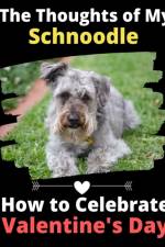 Thoughts of My Schnoodle af Brightview Activity Books