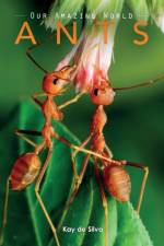 Ants af Kay De Silva