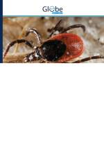 Illustrated Guide to the Identification of Ticks af Asadollah Hosseini Chegeni