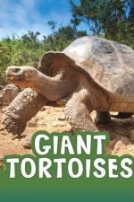 Giant Tortoises