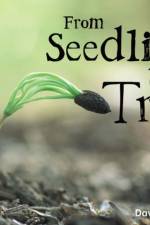Rigby Star Guided Quest Yellow: From Seedling To Tree