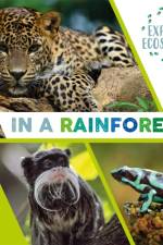 Explore Ecosystems: In a Rainforest