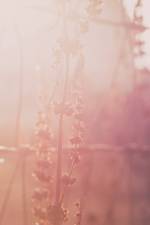 Good Morning af Carol Carruthers