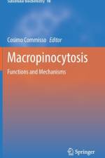 Macropinocytosis