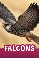 Falcons