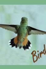 Birds af Noel McKeehan