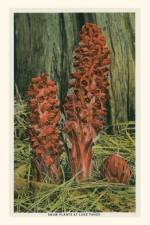 Vintage Journal Snow Plants, Lake Tahoe