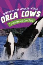 Orca Cows