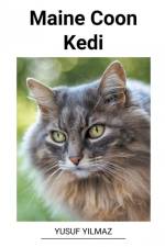 Maine Coon Kedi af Yusuf Yilmaz