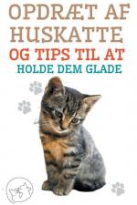 Opdræt af Huskatte og Tips til at Holde dem Glade af Edwin Pinto