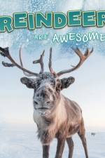 Reindeer Are Awesome