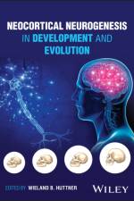 Neocortical Neurogenesis in Development and Evolution af W Huttner