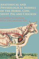 Anatomical and Physiological Models of the Horse, Cow, Sheep, Pig and Chicken - Colored to Nature - With Explanatory Key af Anon