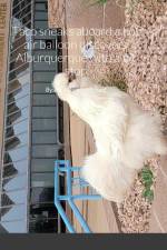Taco sneaks aboard a hot air balloon discovers Alburquerque with a pit stop in San Antonio and the Owl af Rebecca Michael