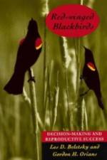 Red-winged Blackbirds af Les D. Beletsky