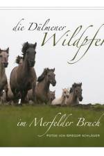 Die Dülmener Wildpferde in Merfelder Bruch af Jörg Gierse