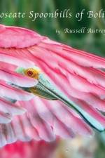 Roseate Spoonbills of Bolivar af Russell D Autrey