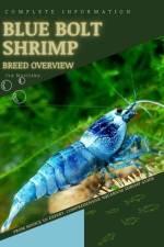 Blue Bolt Shrimp af Iva Novitsky