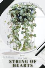String of Hearts af Petal Prodigy