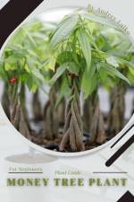Money Tree Plant af Andrey Lalko