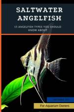 Saltwater Angelfish af Victoria Vet