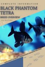 Black Phantom Tetra af Iva Novitsky