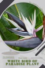 White Bird of Paradise plant af Andrey Lalko