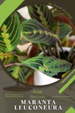 Maranta leuconeura af Petal Prodigy