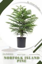 Norfolk Island Pine af Petal Prodigy