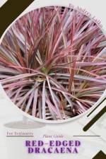 red-edged dracaena af Andrey Lalko