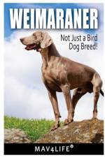 Weimaraner