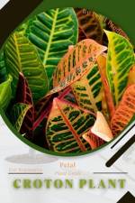 Croton plant af Petal Prodigy