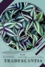 Tradescantia af Petal Prodigy