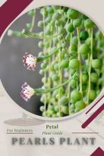 Pearls Plant af Petal Prodigy