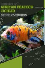 African Peacock Cichlid af Iva Novitsky