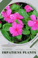 Impatiens Plants af Andrey Lalko