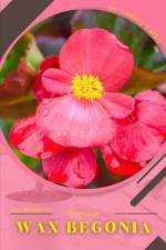 Wax Begonia af Andrey Lalko
