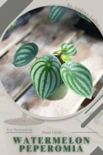 Watermelon Peperomia af Andrey Lalko