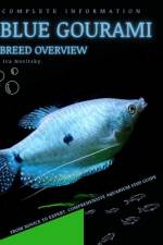 Blue Gourami af Iva Novitsky